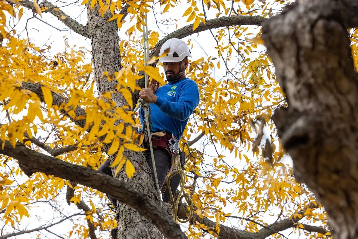 Skilled Tree Planing crew working in Lawndale